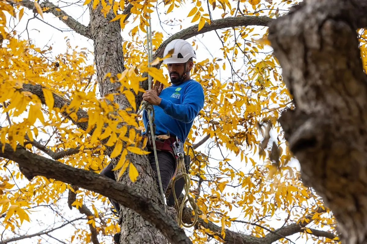 Skilled Tree Planing crew working in Northville